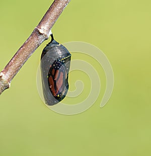 Monarch Butterfly Chrysalis photo