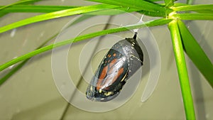 Monarch butterfly chrysalis on grass photo