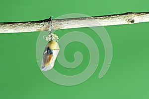 Monarch butterfly chrysalis