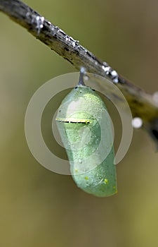 Monarch Butterfly Chrysalis