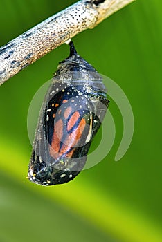 Monarch butterfly in chrysalis hanging from a small branch.