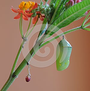 Monarch Butterfly Chrysalis and milkweed plant photo