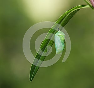 Monarch butterfly chrysalis photo