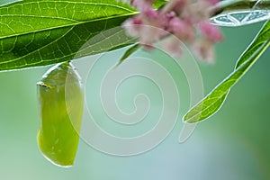 Monarch Butterfly Chrysalis newly formed on Swamp Milkweed