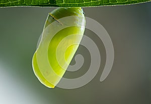Monarch Butterfly Chrysalis newly formed on Swamp Milkweed