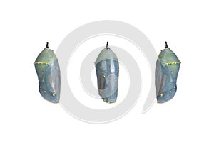 Monarch butterfly chrysalis one day before emerging as the chrysalis becomes transparent