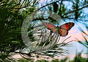 Monarch Butterfly Close-Up