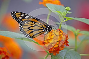 Monarch butterfly closeup