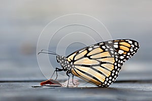 Monarch butterfly closeup
