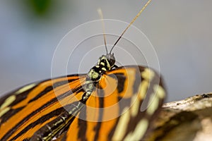 Monarch butterfly closeup sitting on a branch