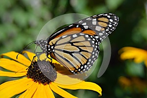 Monarch butterfly closeup tongue sipping flower nectar