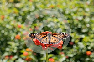 Monarch Butterfly Closeup on Zinnia with Bokeh Background