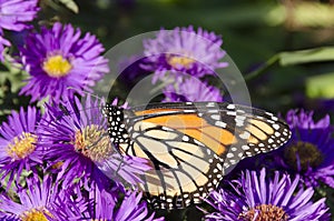 Monarch Butterfly on clump of Purple Aster flowers photo