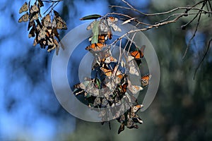 Monarch Butterfly Cluster