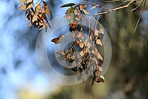 Monarch Butterfly Cluster