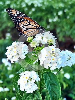 Monarch butterfly on a cluster of white lantana.
