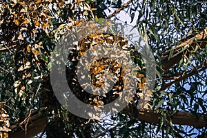 Monarch butterfly clusters in Eucalyptus trees, the Monarch Butterfly sanctuary in Pismo Beach, California