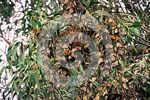 Monarch butterfly clusters in Eucalyptus trees, the Monarch Butterfly sanctuary in Pismo Beach, California