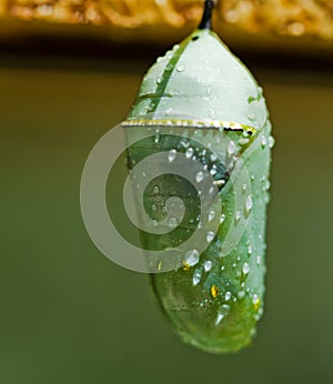 Monarch butterfly cocoon