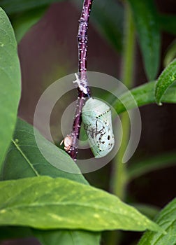 Monarch butterfly cocoon close up