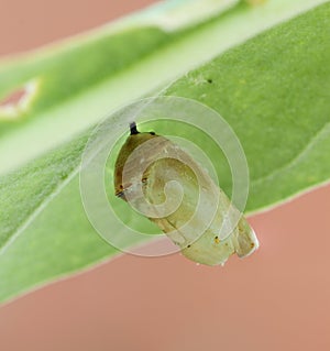 Monarch butterfly cocoon
