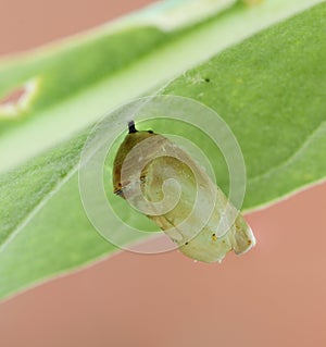 Monarch butterfly cocoon photo