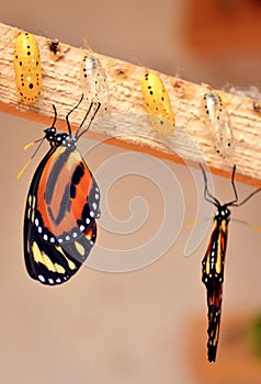 Monarch butterfly cocoon macro, orange yellow and black, insect family