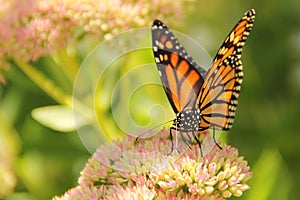 Monarch Butterfly Collecting Nectar from Sedum Flowers