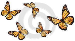 Monarch Butterfly Collection photo