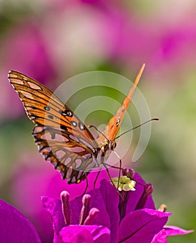 Monarch butterfly on a colorful purple flower