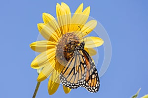 Monarch butterfly on a common sunflower head on sunny day