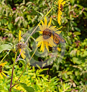 Monarch butterfly, common tiger butterfly,   on yellow flower, sunflower
