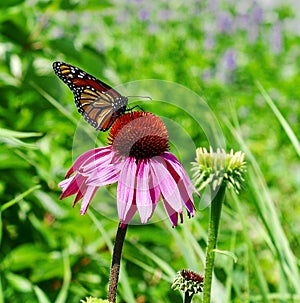 Monarch Butterfly On A Cone Flower