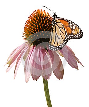 Monarch Butterfly on Coneflower