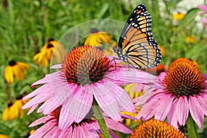 Monarch butterfly on coneflower