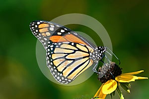 Monarch butterfly on coneflower