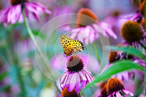 Monarch Butterfly on ConeFlowers photo