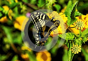 Monarch Butterfly Danaus plexippus