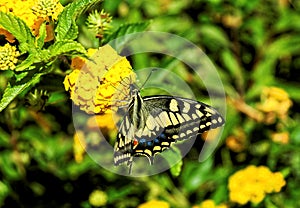 Monarch Butterfly Danaus plexippus