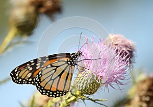 Monarch Butterfly, Danaus plexippus photo