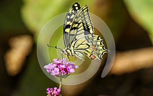 Monarch Butterfly Danaus plexippus