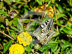 Monarch Butterfly Danaus plexippus