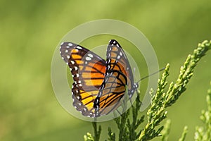 Monarch Butterfly - Danaus plexippus photo