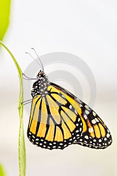 Monarch butterfly (Danaus plexippus)