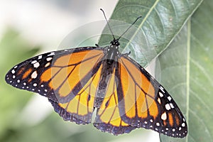 Monarch butterfly (Danaus plexippus)