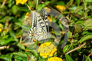 Monarch Butterfly Danaus plexippus