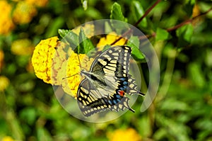 Monarch Butterfly Danaus plexippus