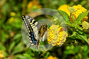 Monarch Butterfly Danaus plexippus