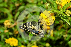 Monarch Butterfly Danaus plexippus