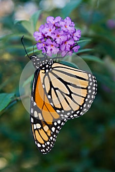Monarch Butterfly (Danaus plexippus) photo
